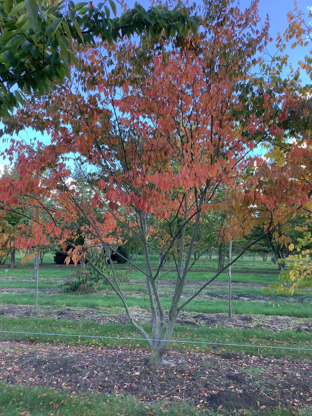 Zelkova Serra