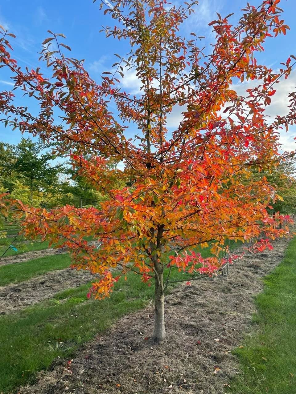 Nyssa Sylvatica Herfst