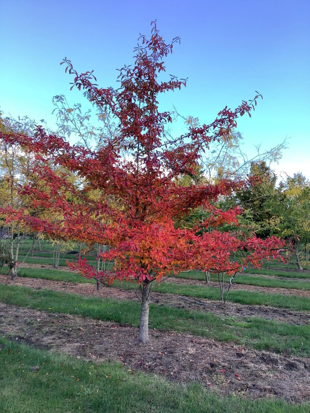 Nyssa Sylvatica Herfstboom