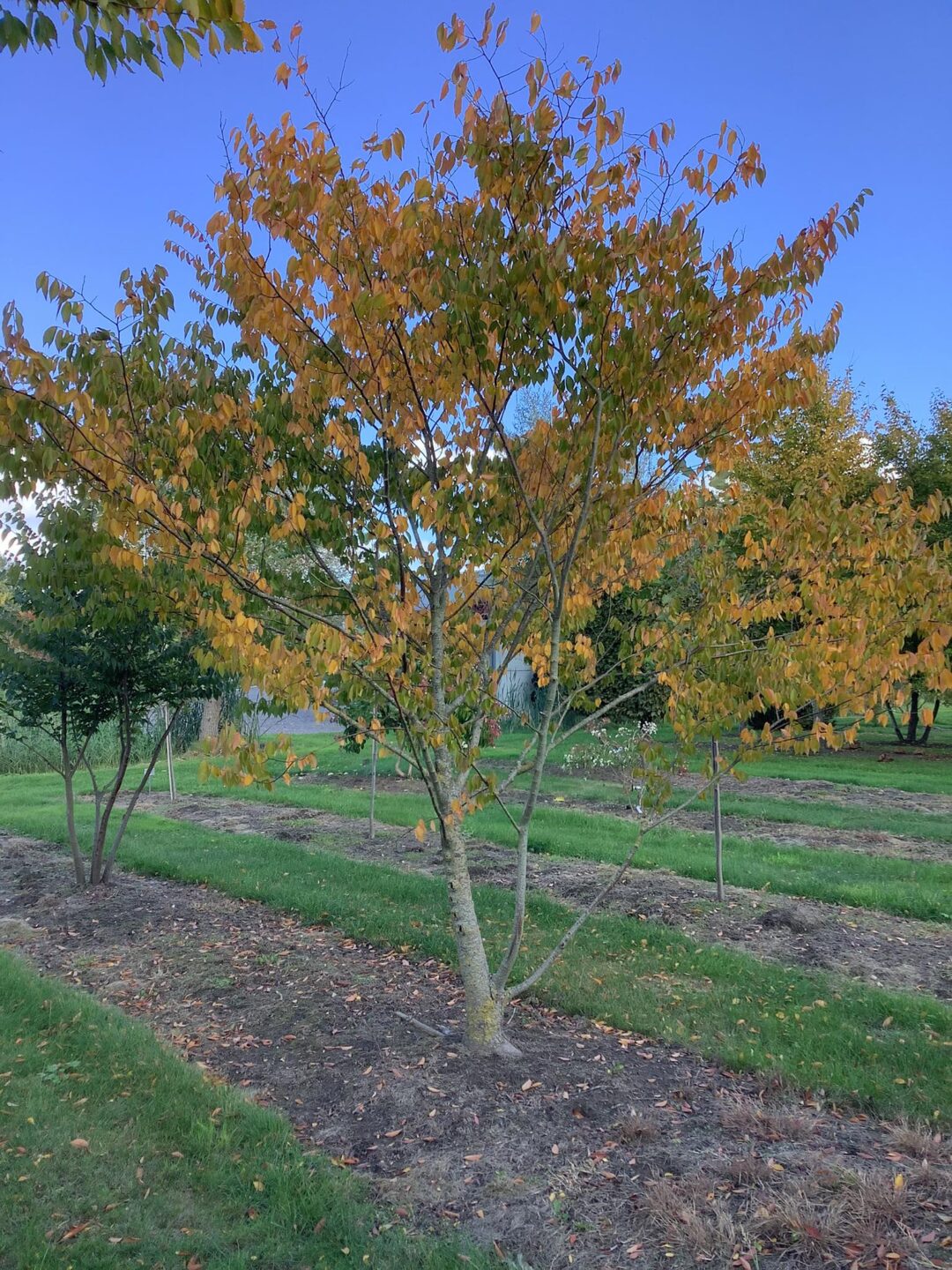 Zelkova Serrat