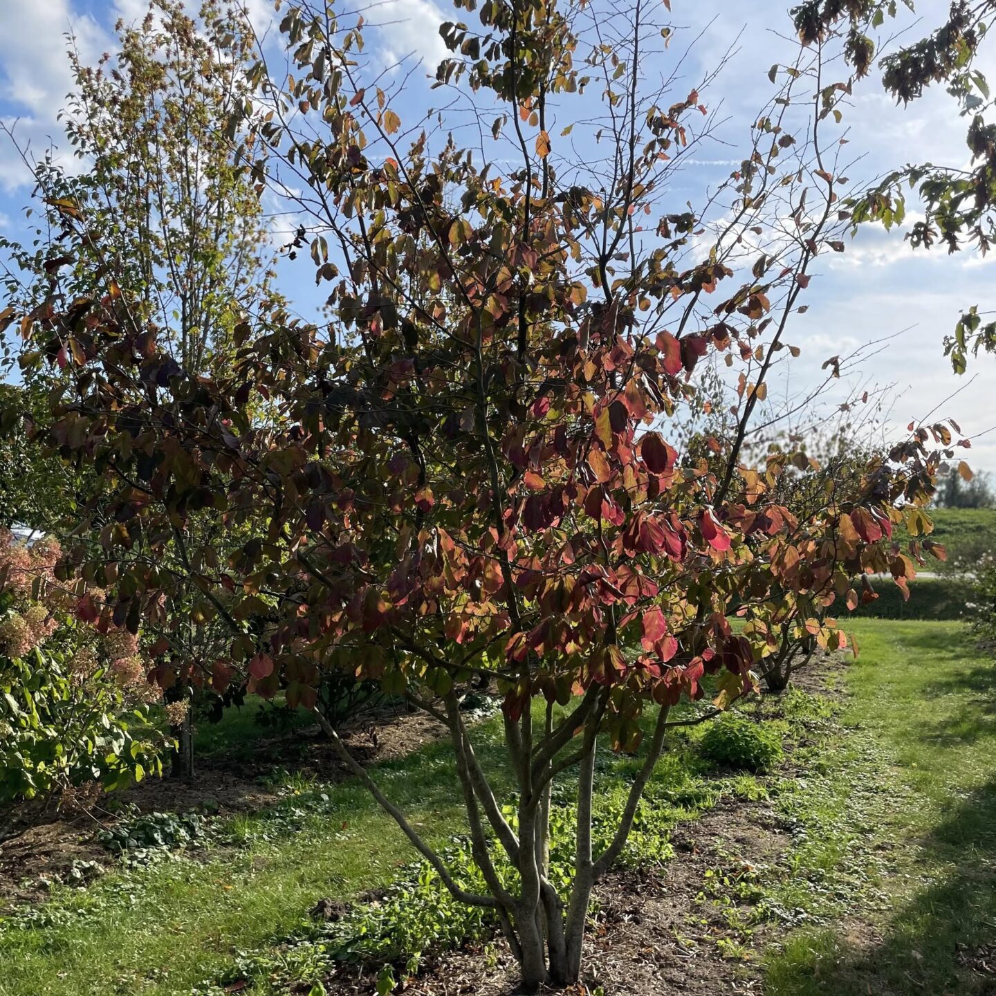 Parrotia Persica